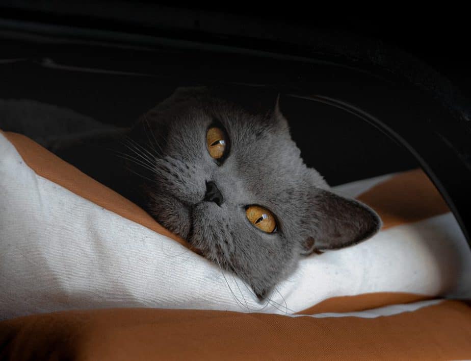 横になる猫