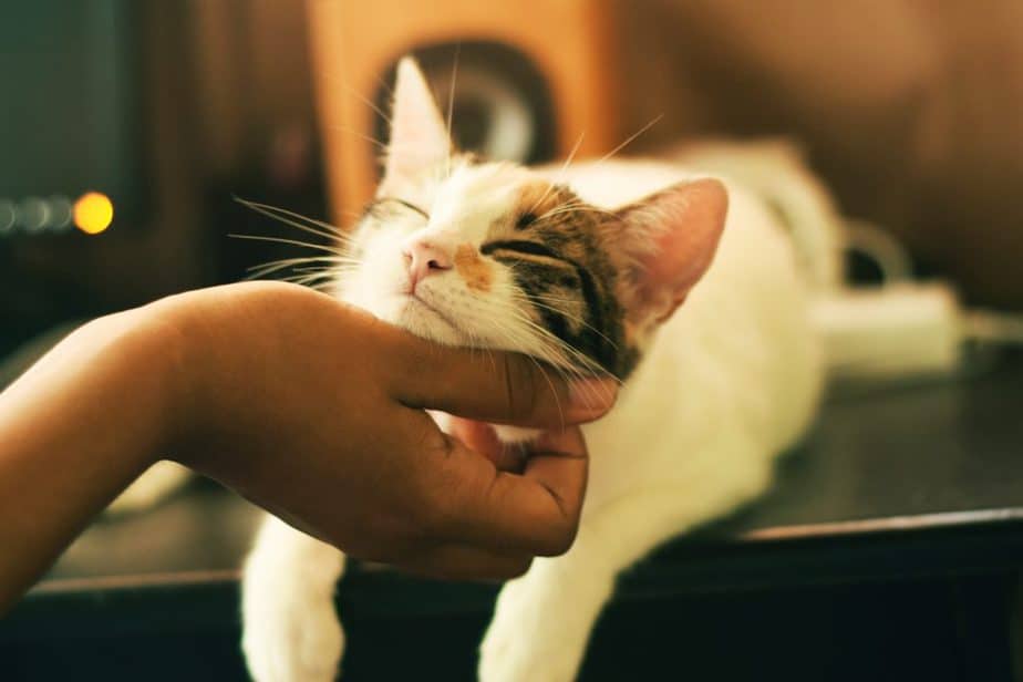 顎撫でられ猫